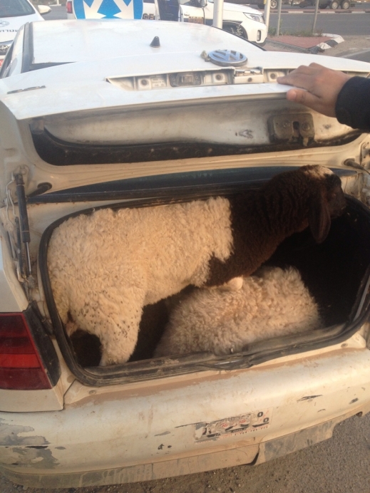 اعتقال قام بنقل 11 خروف بسيارته الصغيره في اللقية